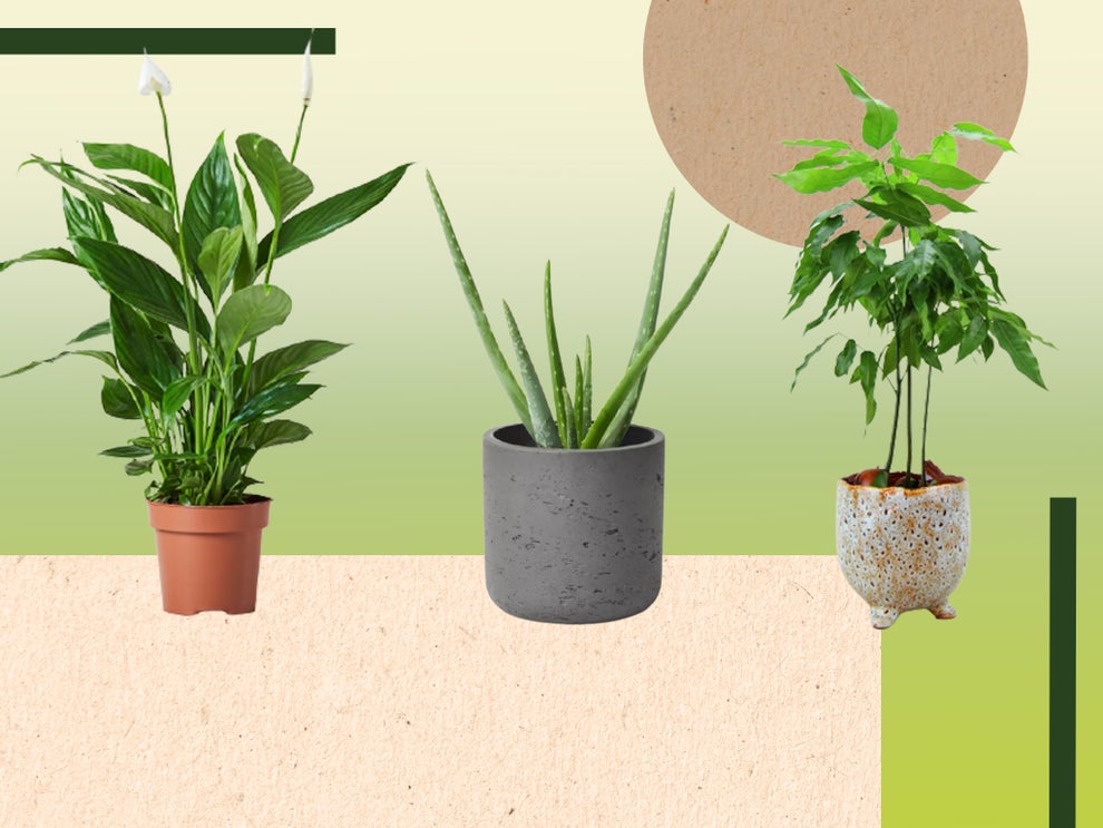 Best bedroom plants Indoor houseplants that help purify